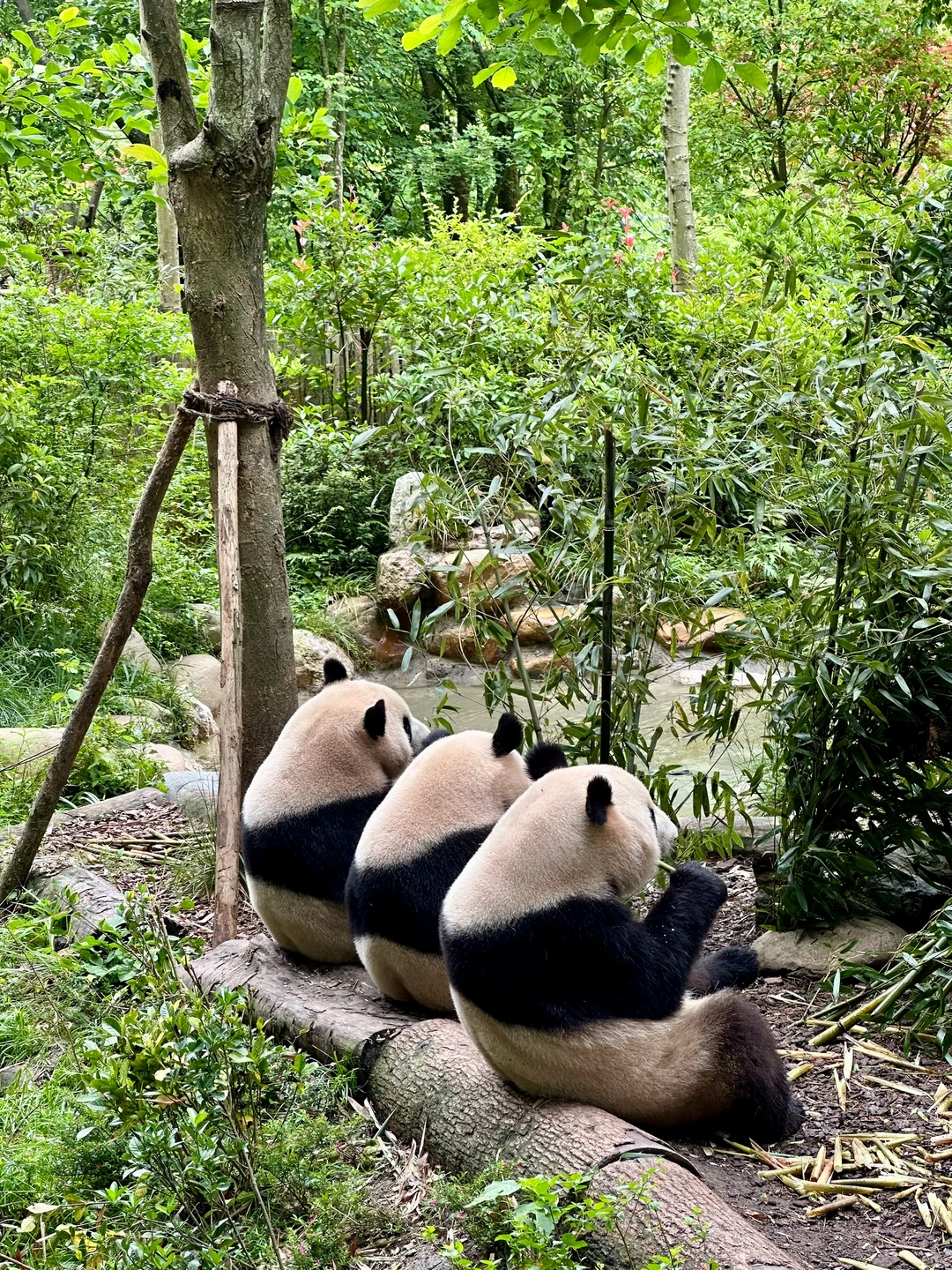 Day 2: Panda Valley & Ancient Wisdom | Wildlife Meets History
