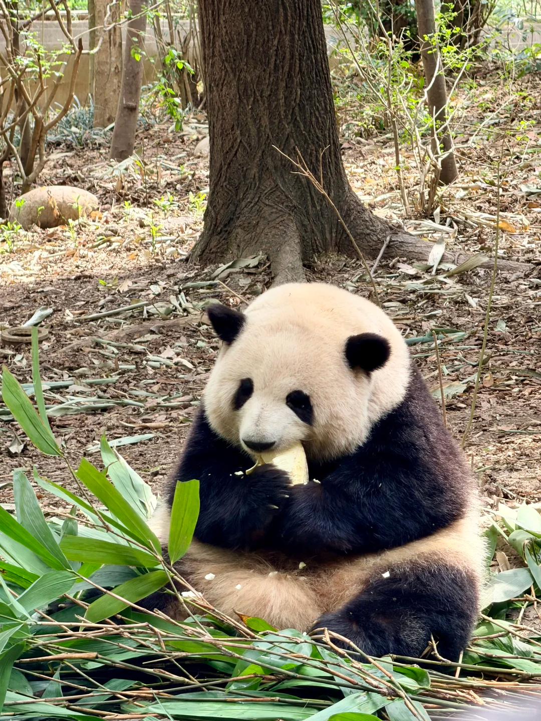 5-Day Private Chengdu & Jiuzhaigou Discovery Tour