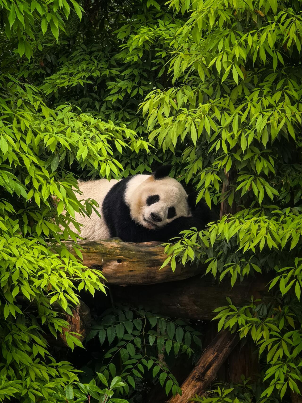 Meet Giant Pandas in a Peaceful Natural Environment