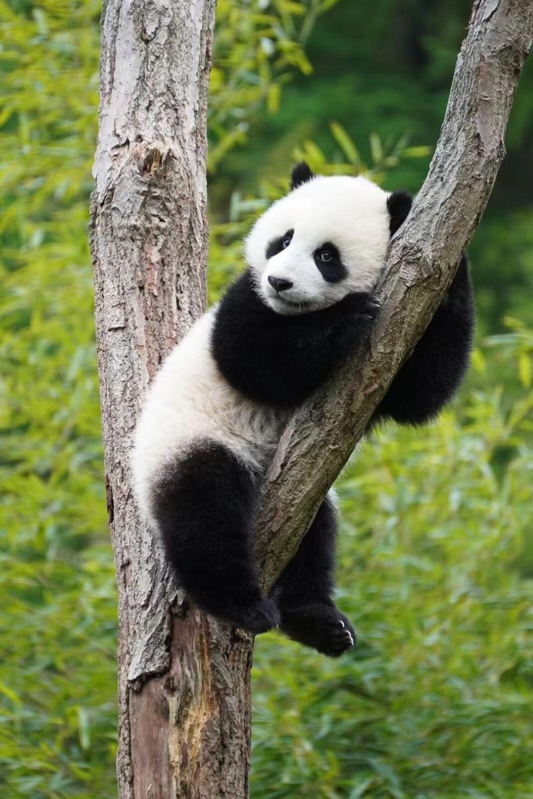 Meet China’s Famous Giant Pandas