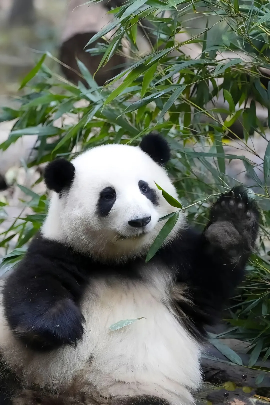 Chengdu Pandas & Sichuan Living