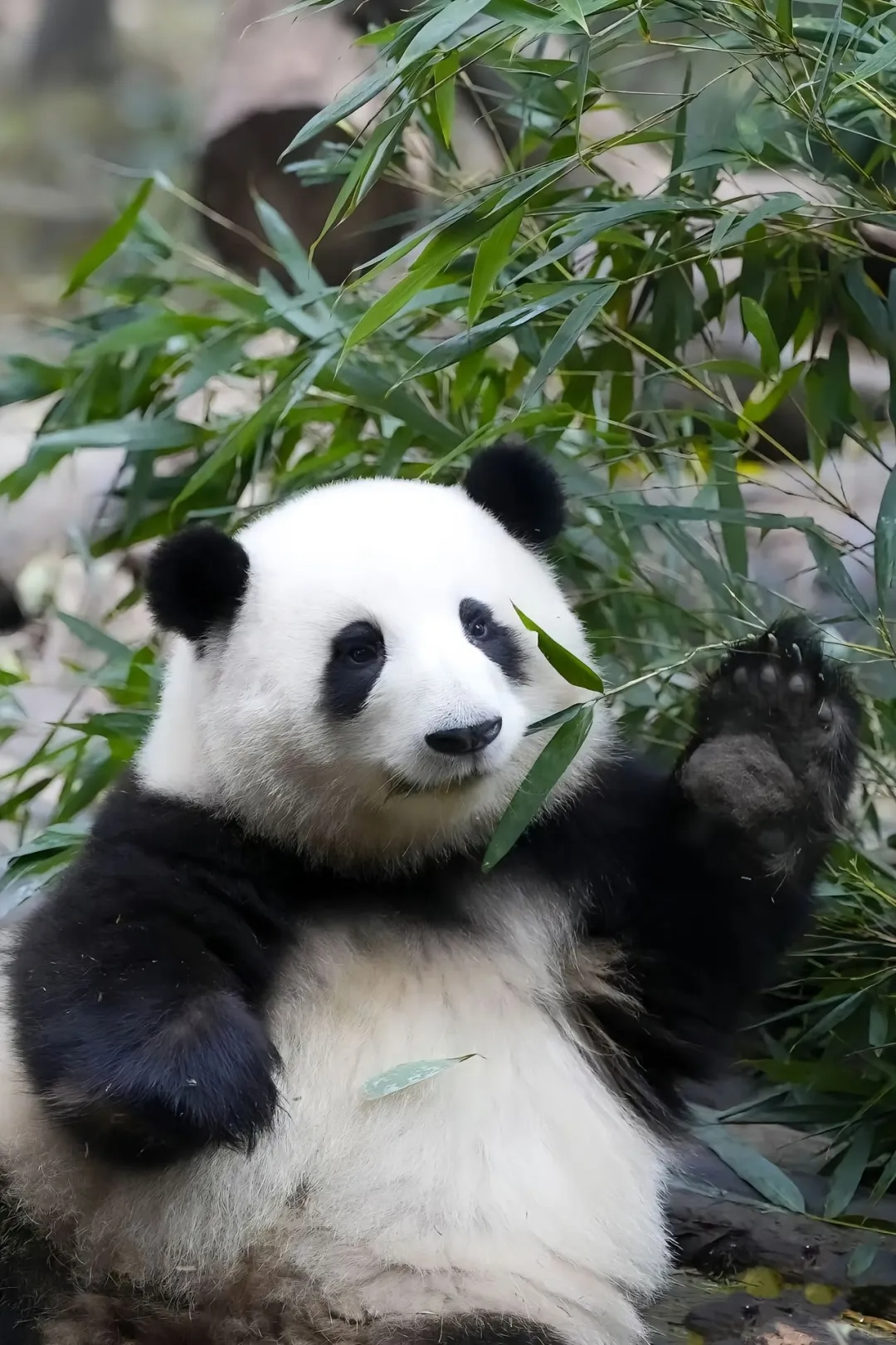 Chengdu & Sichuan Private Tours