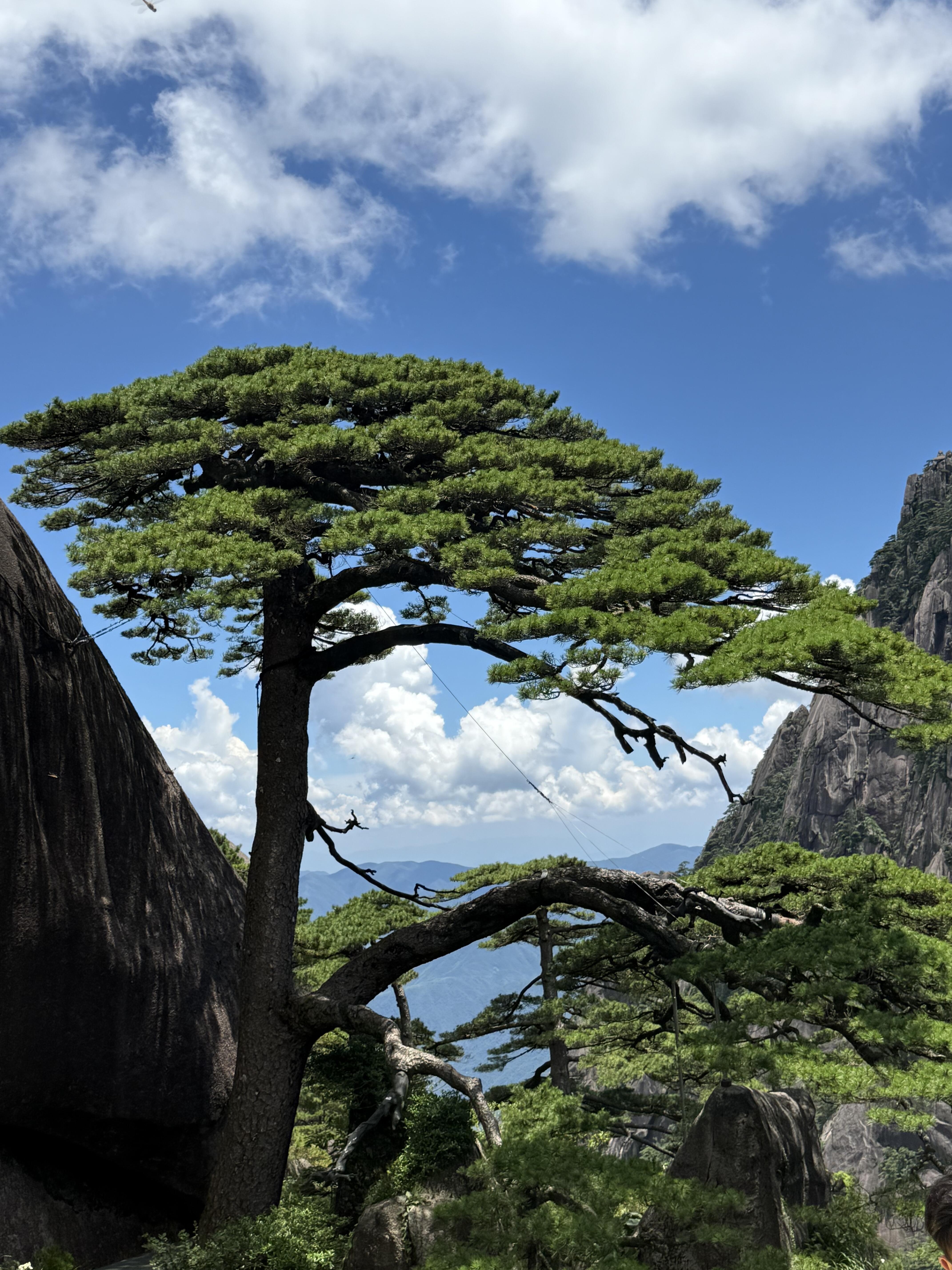 7-Day Huangshan, Hangzhou & Shanghai Discovery Tour