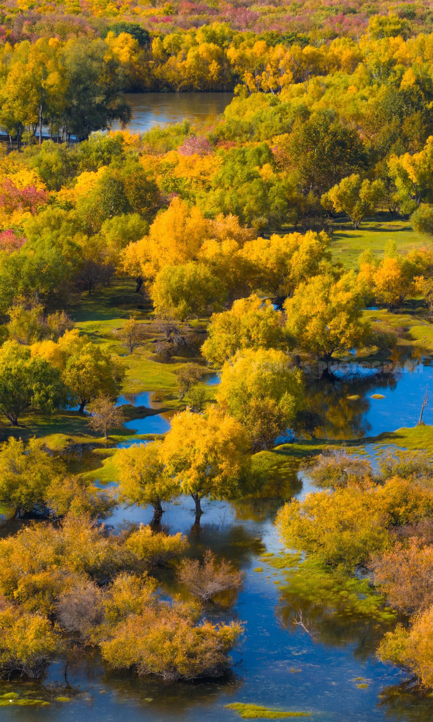 Explore the Primitive Forests of Greater Khingan